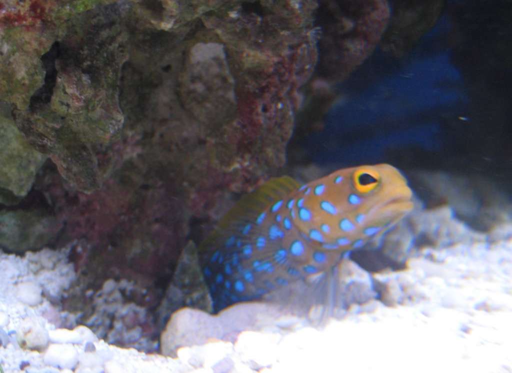 My fat bluespot jawfish