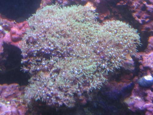 My first Coral...Green Star Polyp!