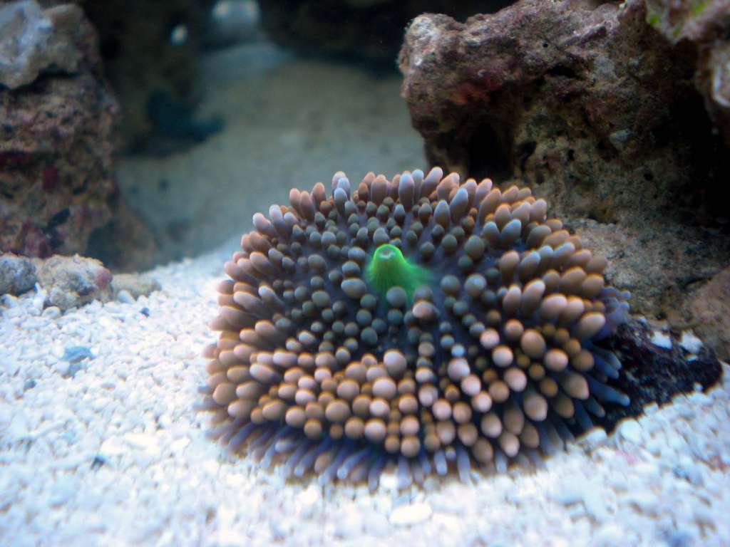 My first coral...