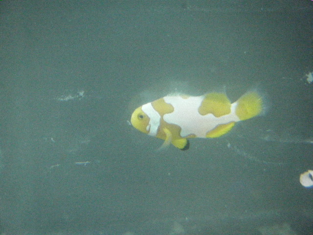 My First Picasso Clownfish