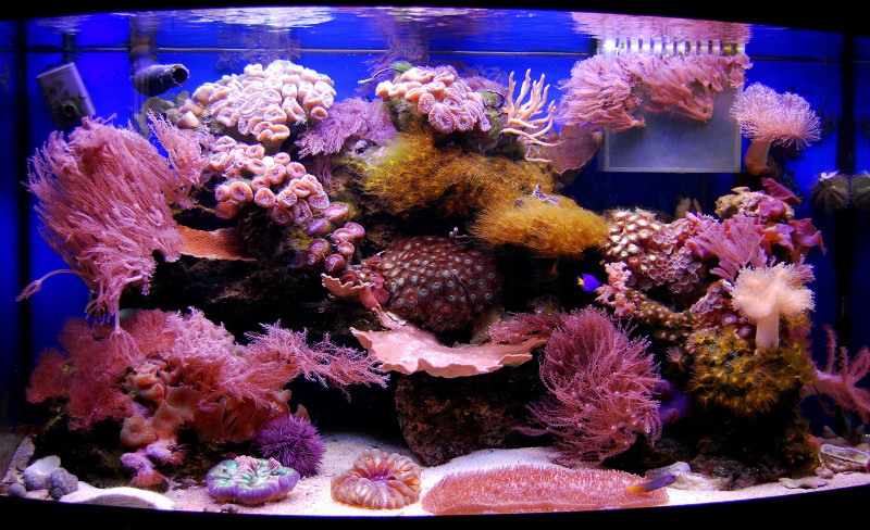 My fish tanks