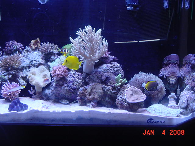 My new Reef Tank. 135 gal flatback hex