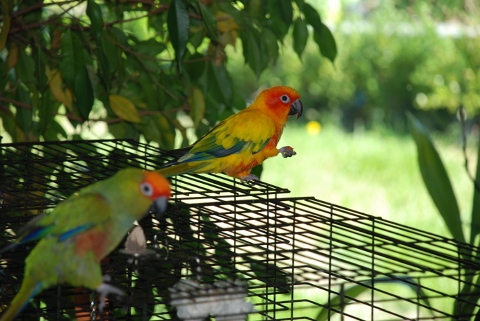 My Parrots