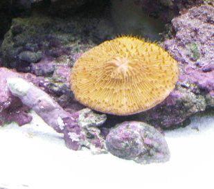 My Plate Coral