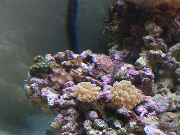 my reef