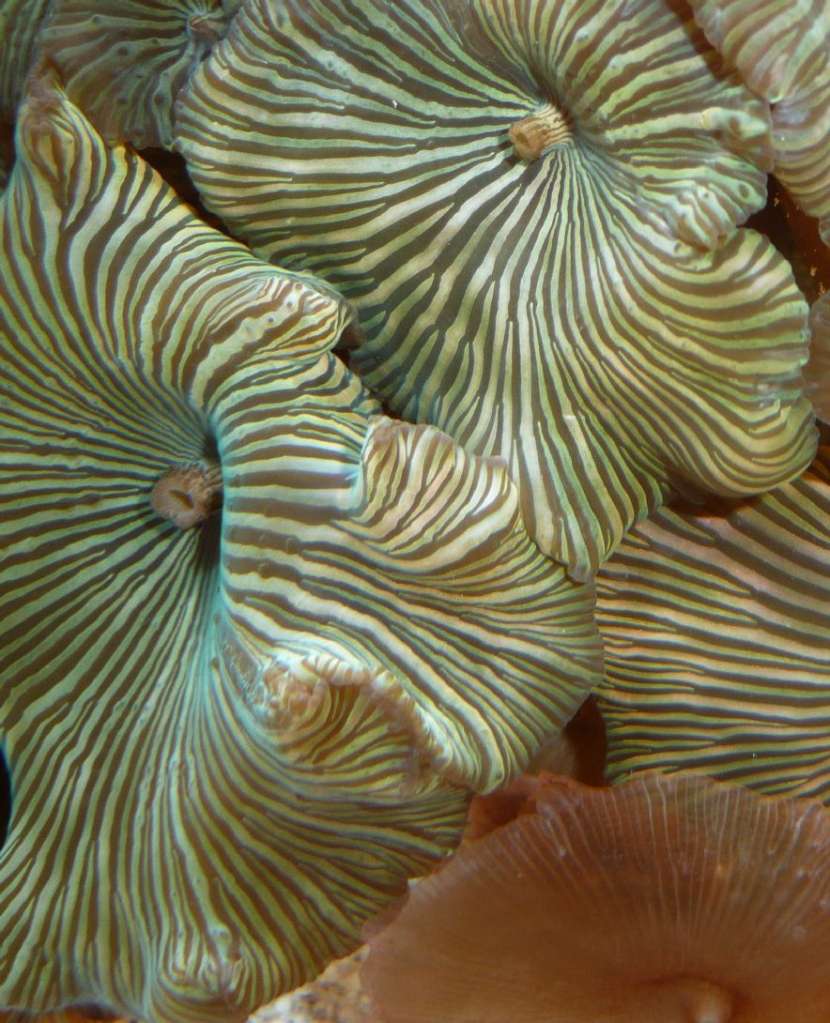 My softies - Green Striped Mushroom