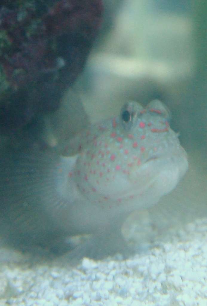 My Spotted Goby