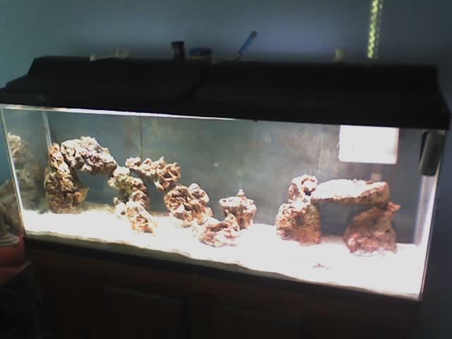 My Tank After Decorations Removed
