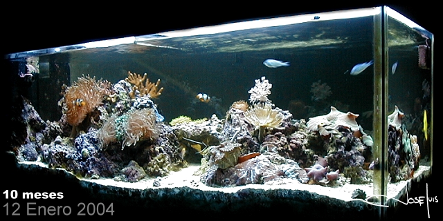 My tank FRONT