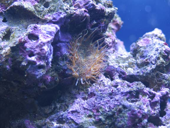 Mystery anemone