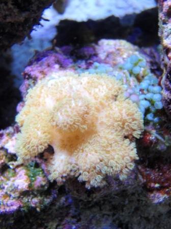 mystery coral