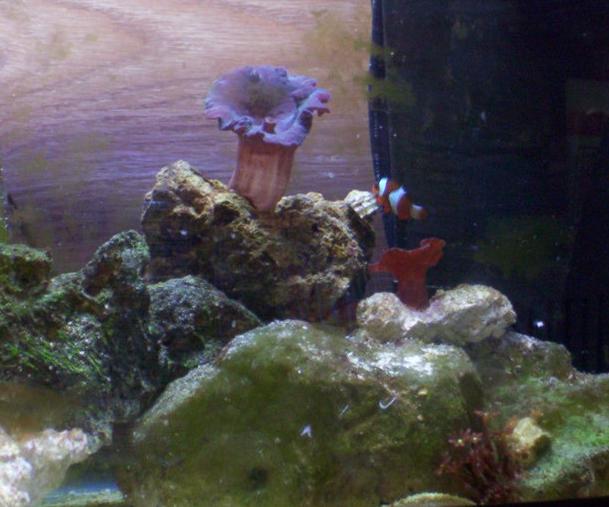 nano reef, with baby