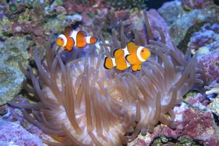 Nemo and Marlin