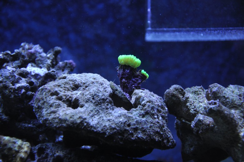 Neon Green Candycane Coral