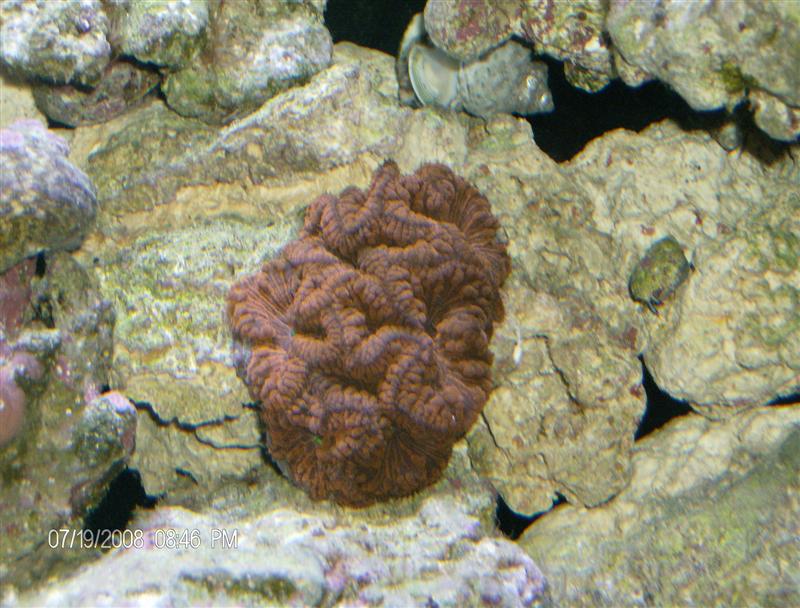 New Coral Blastomussa