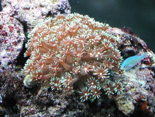 New Corals 7/16/06