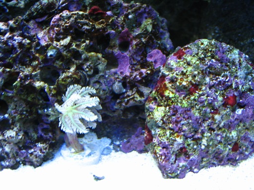 new corals