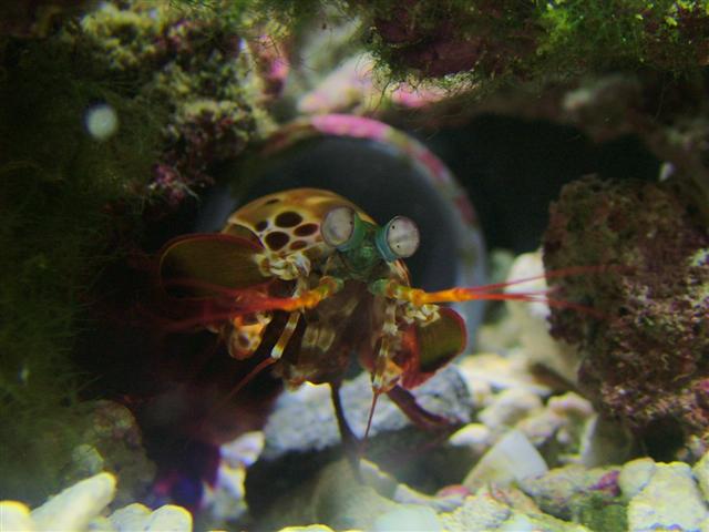 new mantis