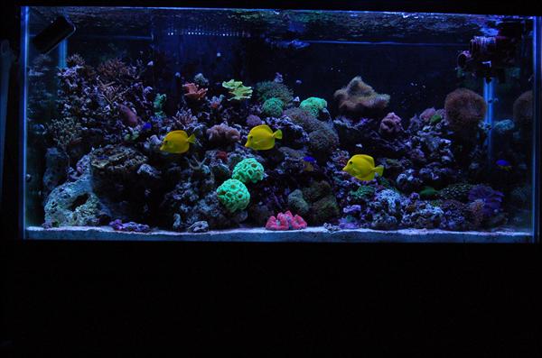 New reef2