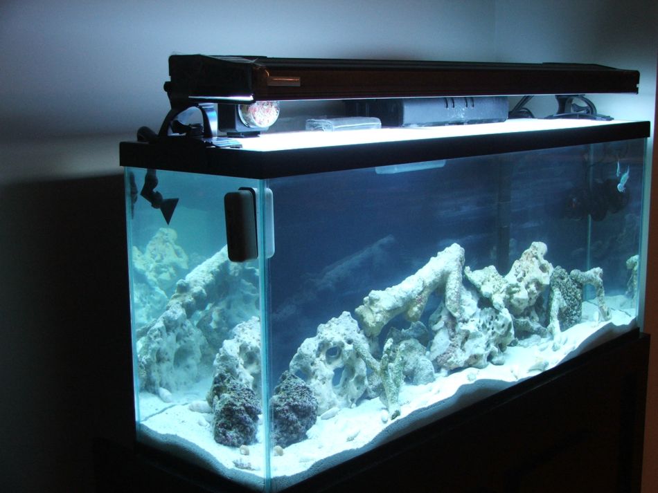 New tank with water and fish