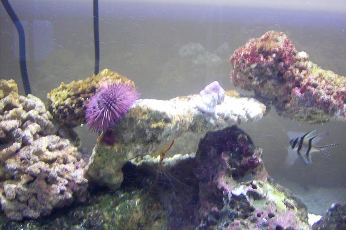 New urchin and peppermint shrimp w/Cardinal fish (Elvis)