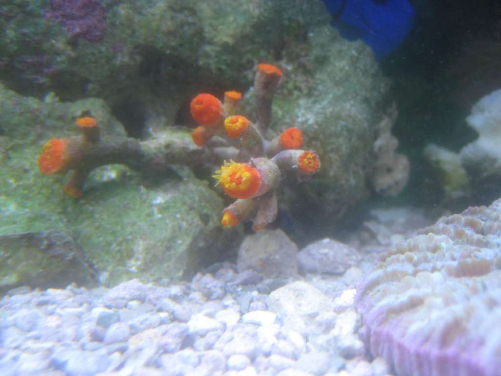 New weird branchy sun coral