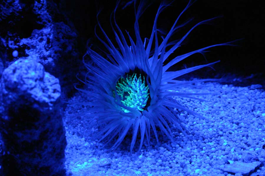 Night shot of my tube anemone