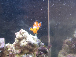 O Clown Omen (Nemo backwards)