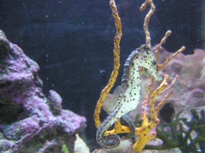 one of my new seahorses