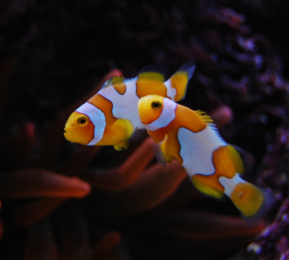 ORA bred Picasso Clownfish (A. percula)