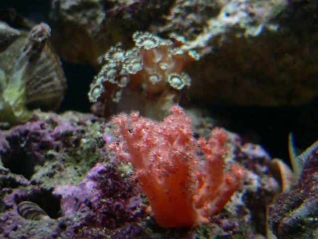 Orange Coral??