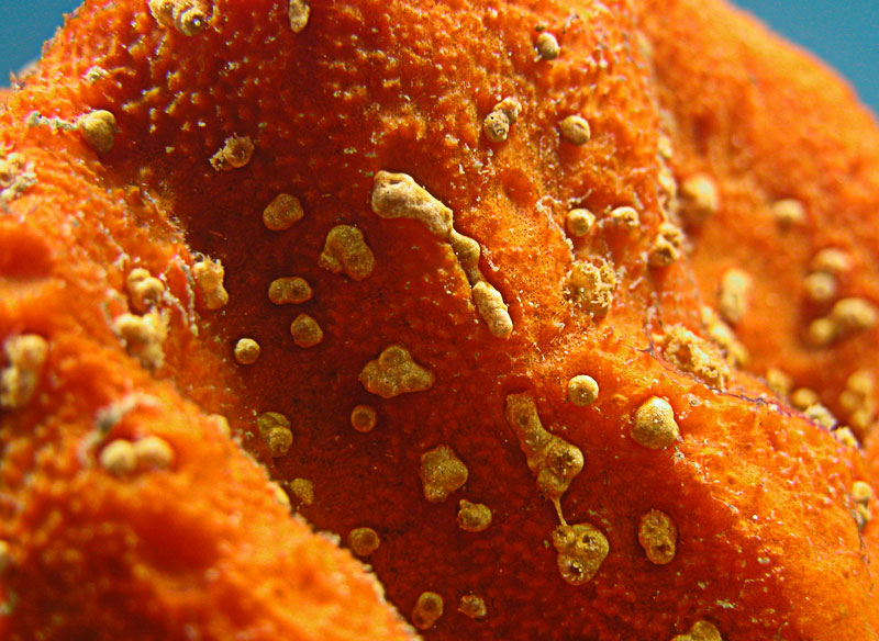 Orange Speckled Sponge