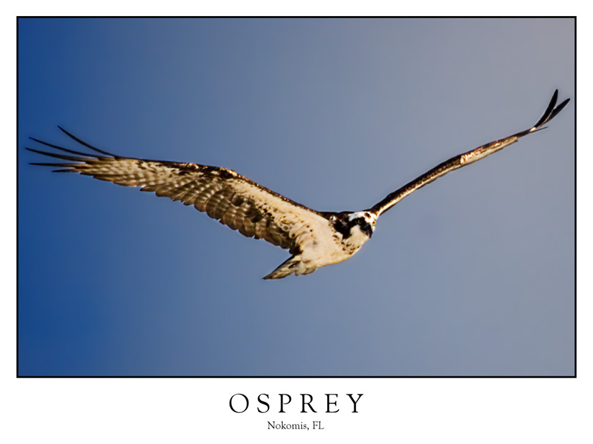 osprey7118-p