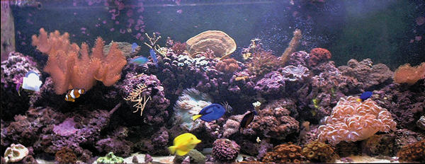 our 125g reef