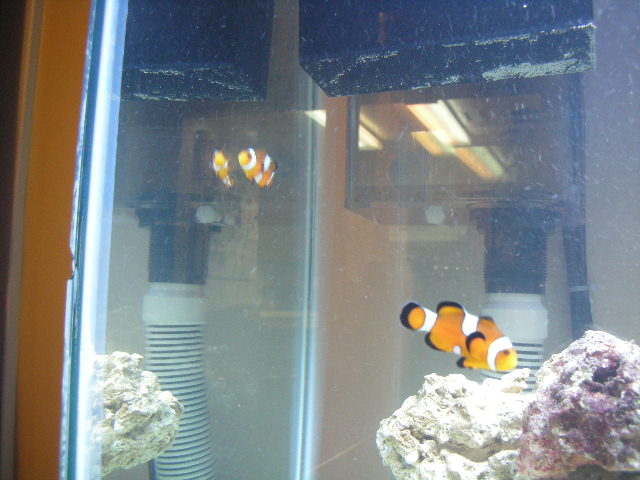 pair of clowfish.