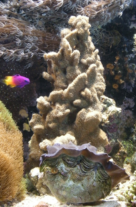Pavona Coral Spire