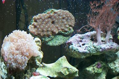 pearl bubble, xenia, polyped coral