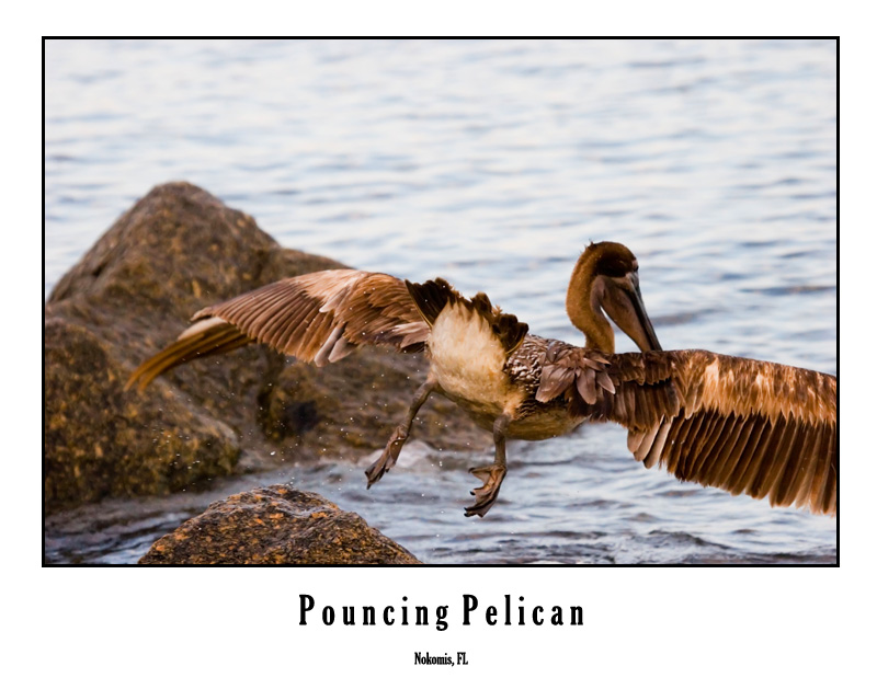 pelican6837p