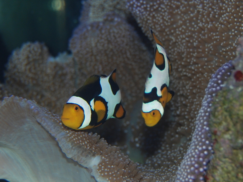 Picasso Clownfish pair
