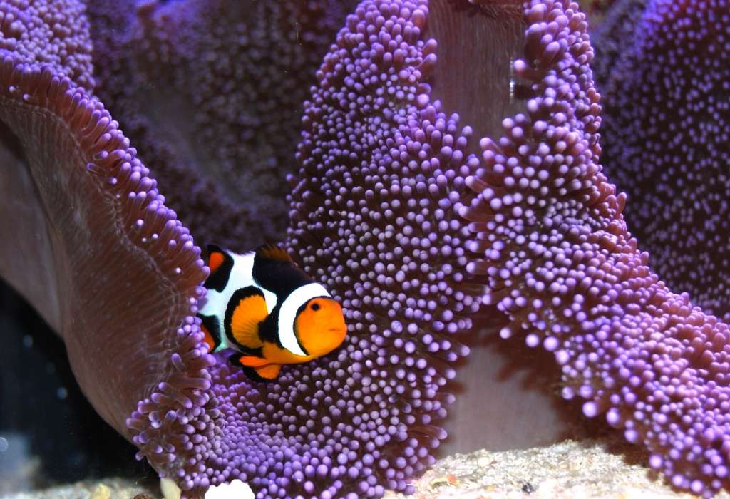 Picasso Clownfish pair