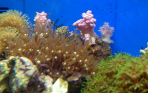 Pink Coral