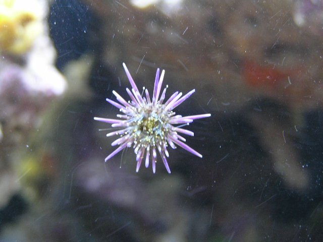 Pink Pinchushion Urchin