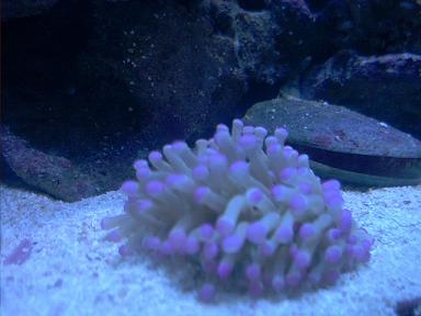 Pink plate coral