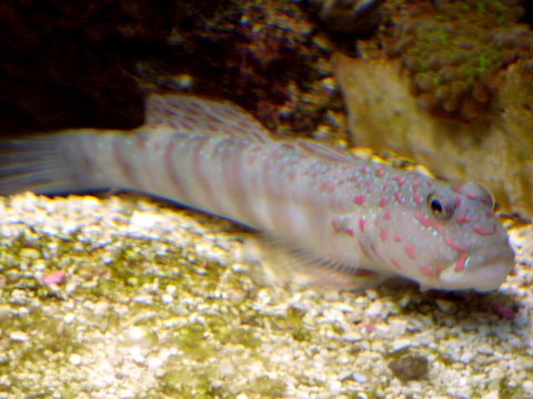 Pink_Spotted_Goby_2