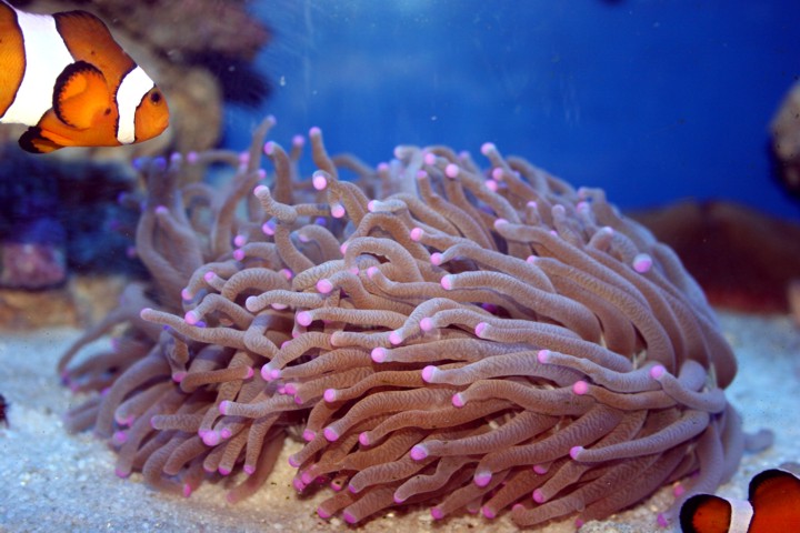Pinktip plate coral