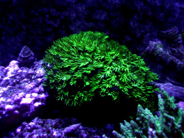 Pipe Organ Coral