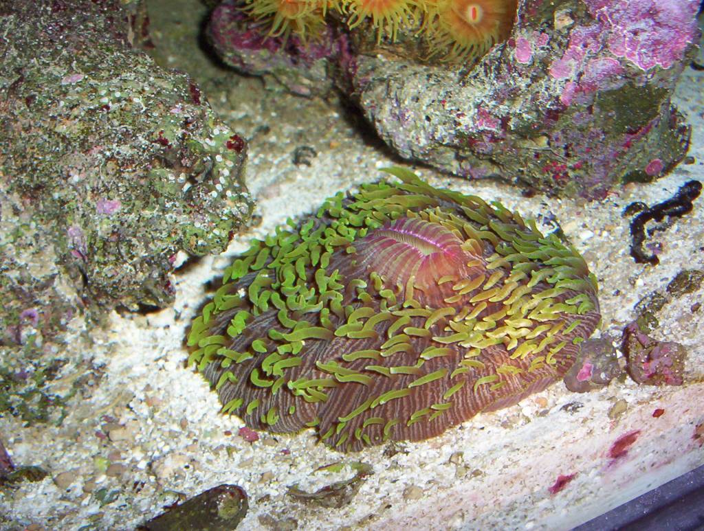 Plate Coral