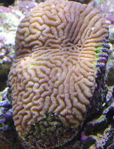 Platygyra Brain coral
