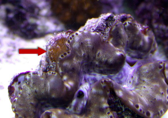 Pocillopora polyp growing on clam!  :-(