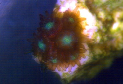 Porites asteroides(just weeks settled through scope)